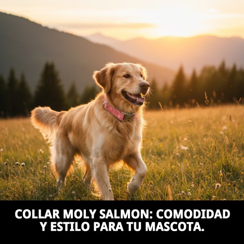 Collar Moly Salmon T-5 40-50cm para tu mascota feliz