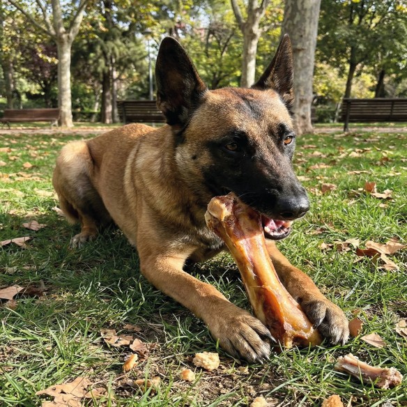 Hueso de Jamón Maxi-Codillo para Perros - 12 Unidades