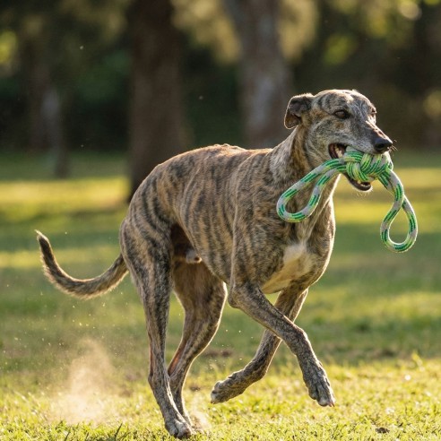 Mordedor Pelota 18 cm Green: Diversión y Salud Canina