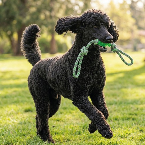 Lanzador TPR/Algodón 50 cm para perros - Diversión y cuidado