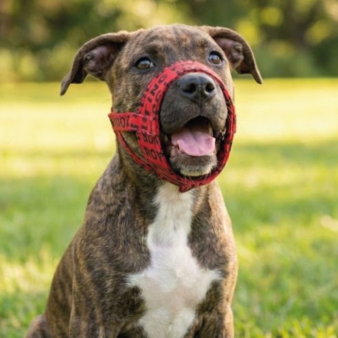 Bozal Deluxe Gaviotas Talla S para Perros Pequeños