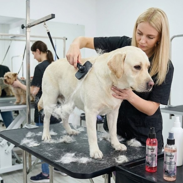 Carda Expulsa Pelo Mediana Moly Confort para Mascotas