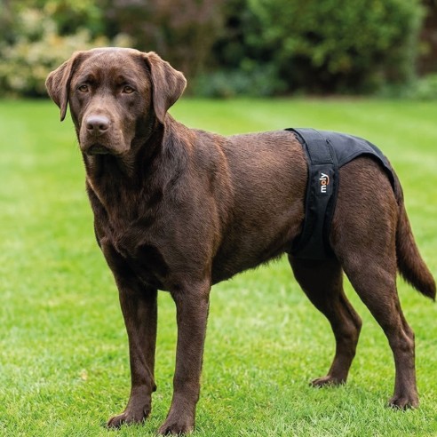 Slip Nylon Extra N.5 para Perros en Celo - Comodidad y Estilo