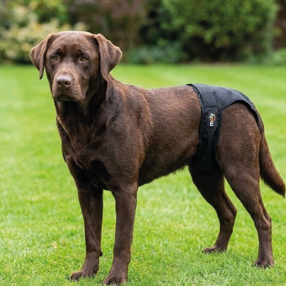 Slip Nylon Extra N.5 para Perros en Celo - Comodidad y Estilo