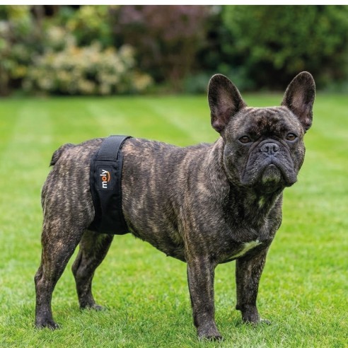 Slip Nylon Extra para Perros de 40-49cm - Confort y Limpieza