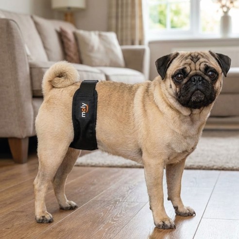 Slip Nylon Extra para Perros en Celo - Talla 32-39 cm