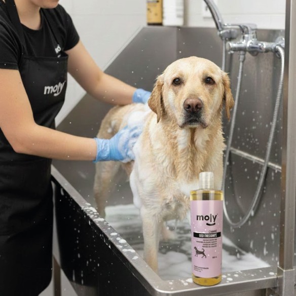 Champú Uso Frecuente 500 ml para Perros - Suave y Efectivo