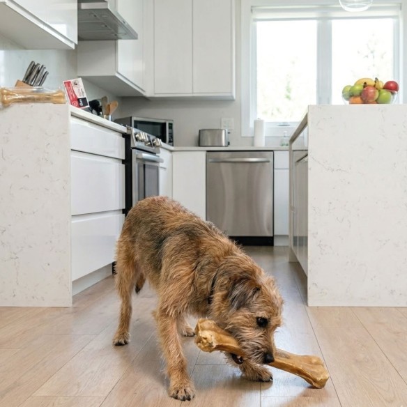 Hueso Prensado Moly 21cm: Golosina y Juguete para Perros