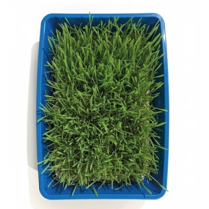 Kit Hierba de Gato Moly 100 g con Bandeja Compacta | Digestión Natural y Bienestar Felino 2