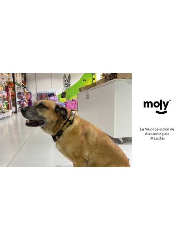 COLLAR LUXURY REFLECTANTE 57 CM - 