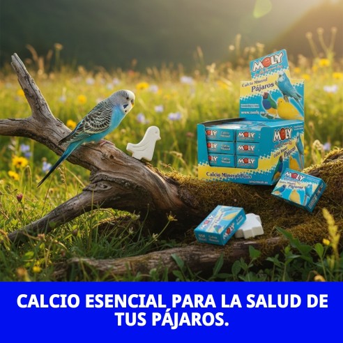 MOLY Expositor 30 Unid. de Calcio para Aves Saludables