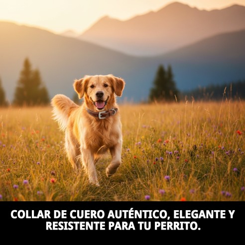 Collar de Cuero para Perrito 1,9x45 cm - Estilo y Comodidad