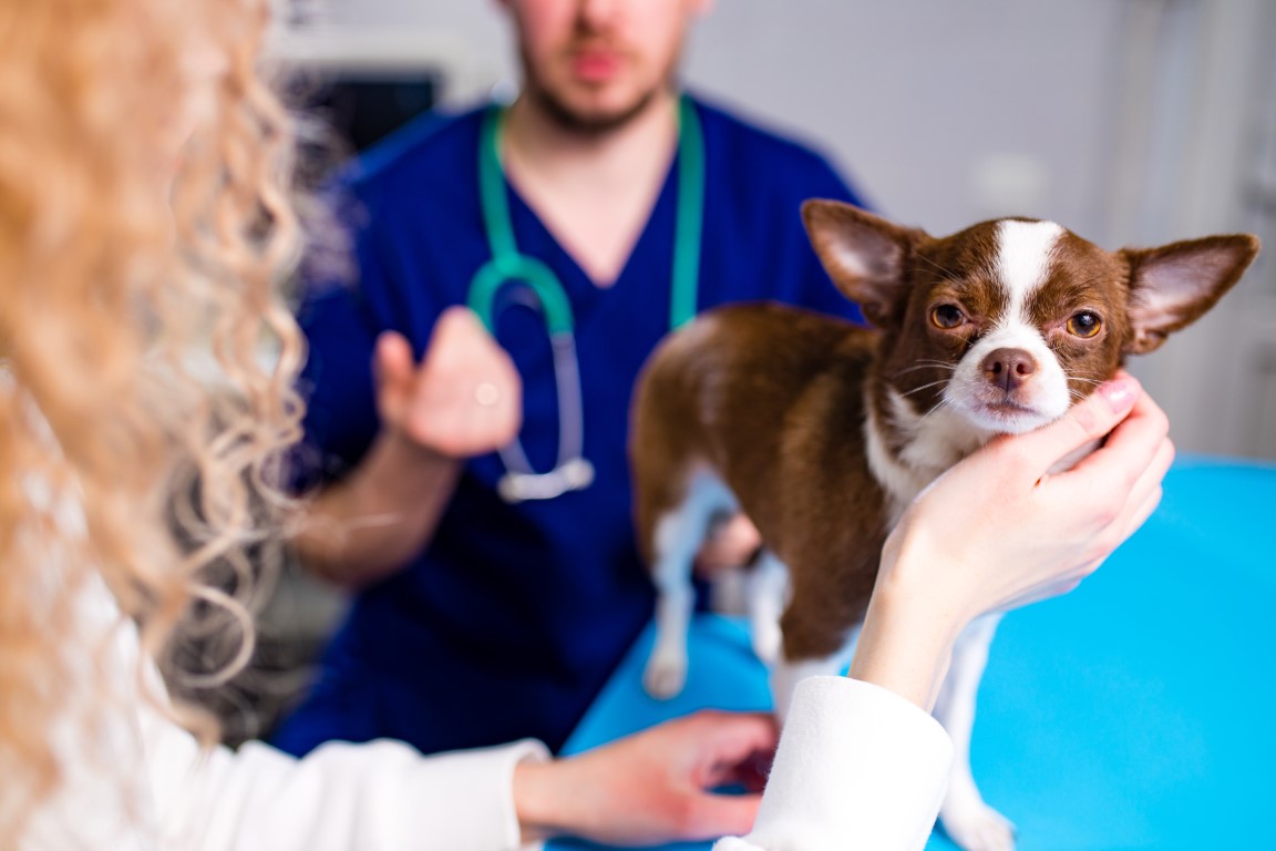 perro chihuahua en el veterinario