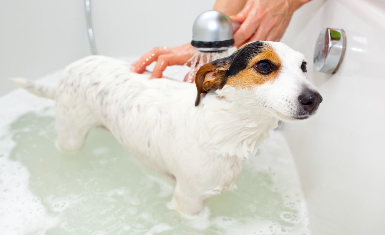 perro jabón champú baño