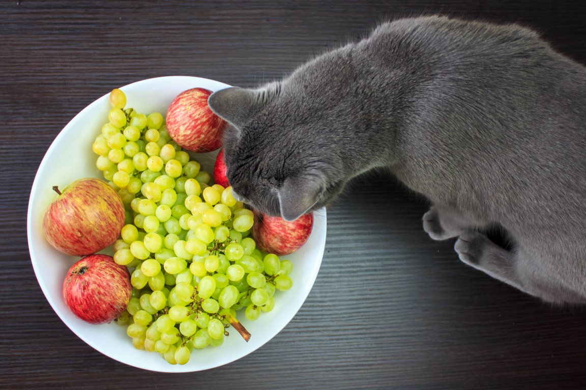 puede mi gato comer fruta